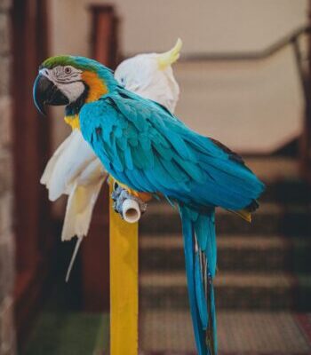 parrot mountain