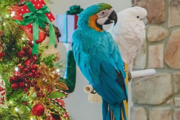 parrot mountain2